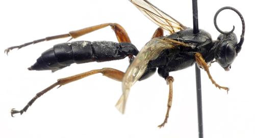 Réf. 302 449 : Coelichneumon validus